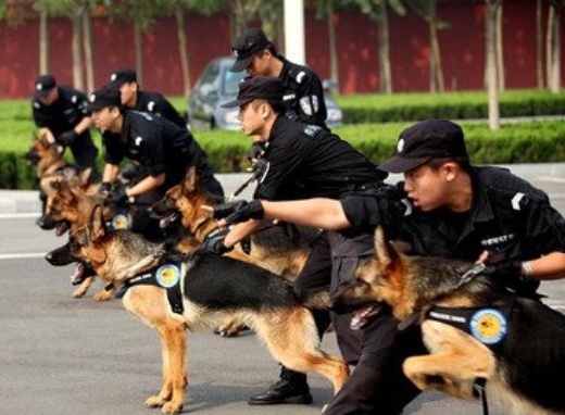 对于不同环境，比如商业区和住宅区，我们的犬防策略有何差异？