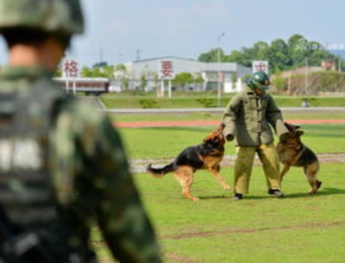 在紧急情况下，犬只如何与人沟通，以便更好地执行任务？